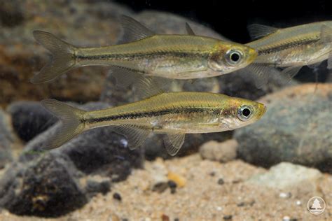 淡水魚品種|香港淡水魚類列表